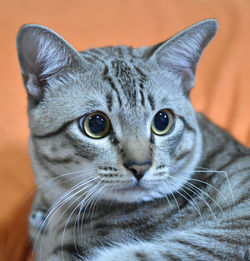 Close-up portrait of a cat