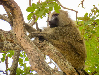 Low angle view of monkey sitting on tree