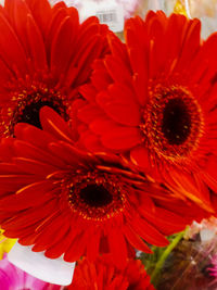 Close-up of red gerbera daisy