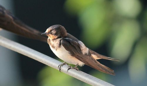 Close-up of bird perching on railing