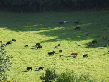 Flock of sheep grazing in grassy field