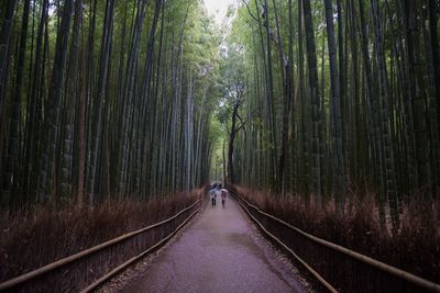 Footpath amidst bamboo groves in forest