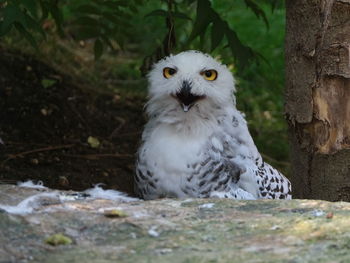 Portrait of white bird on land