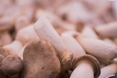 Close-up of mushrooms