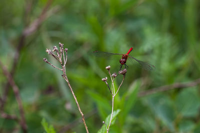 Close-up of insect on plant