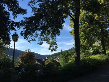 Low angle view of trees against sky