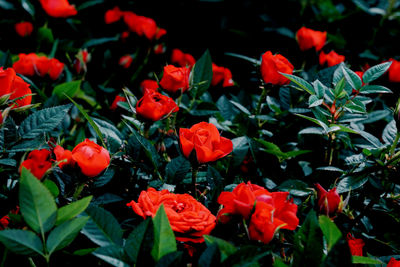 Close-up of red flowering plants