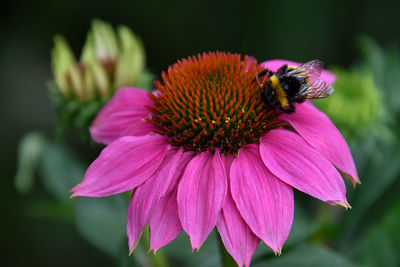 Close-up of honey bee pollinating on pink flower