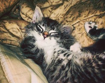 Cat sleeping on tiled floor