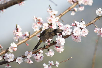 Cherry blossoms in spring