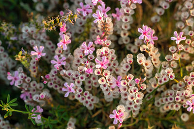 Calluna vulgaris or ling as a floral background. pink flowers in the meadow