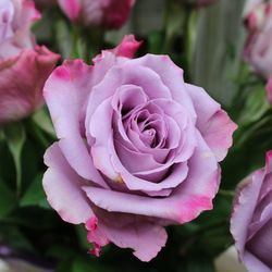Single lavender rose 