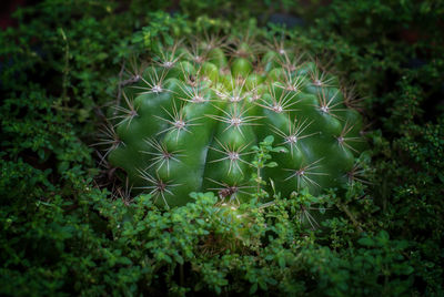 High angle view of succulent plant on field