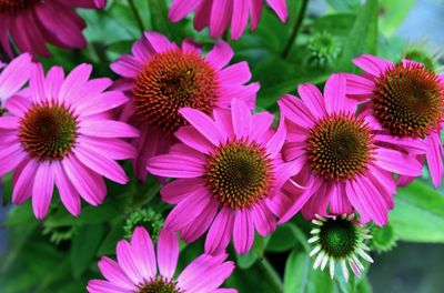 Close-up of pink flowering plants