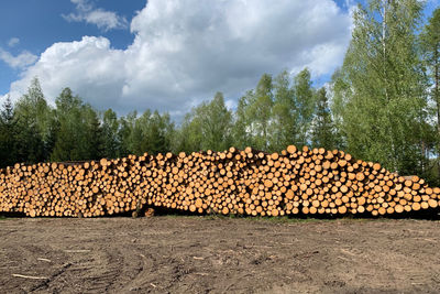 Stack of logs in forest against sky