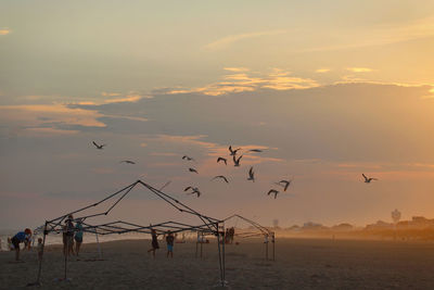 Seagulls flying over beach against sky during sunset
