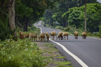 Flock of sheep crossing a asphalt road in a line arranged following the leader one. india. 2019.