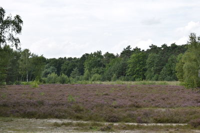 Scenic view of field against cloudy sky