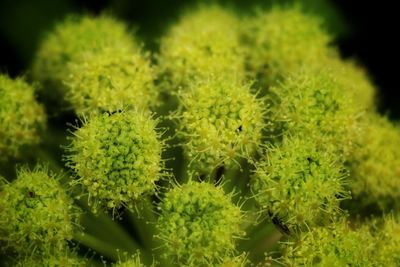 Close-up of yellow angelica flowers