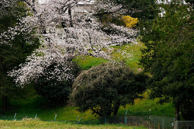 Scenic view of flowering tree on field