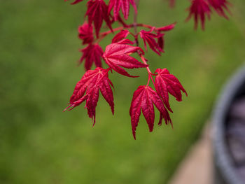 Close-up of red acer tree