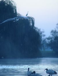 Seagulls flying over sea