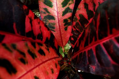 Close-up of red maple leaves