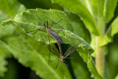 Close-up of insect on leaf