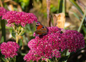 Close-up of butterfly pollinating on pink flower