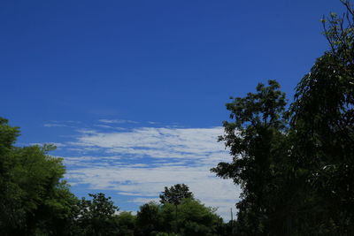 Low angle view of trees against blue sky