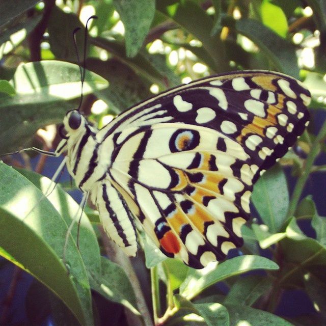 animals in the wild, animal themes, one animal, wildlife, insect, animal markings, butterfly - insect, natural pattern, close-up, leaf, butterfly, beauty in nature, nature, animal wing, plant, focus on foreground, spotted, outdoors, growth, day