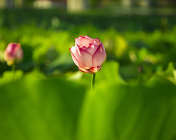 Close-up of pink lotus water lily