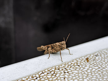 Close-up of insect on wall