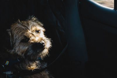 Border terrier dog in the back seat of a car