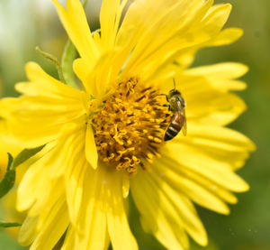 Close-up of bee pollinating on yellow flower