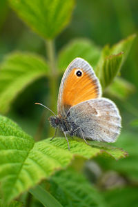 Close-up of butterfly on leaf