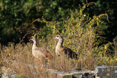 View of animals in forest