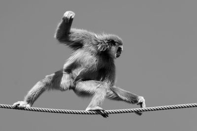Low angle view of monkey walking on rope against clear sky