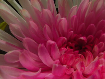 Close-up of pink dahlia