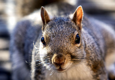 Close-up of squirrel