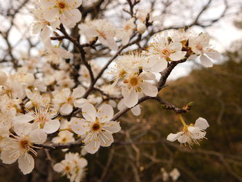 Close-up of white cherry blossoms in spring