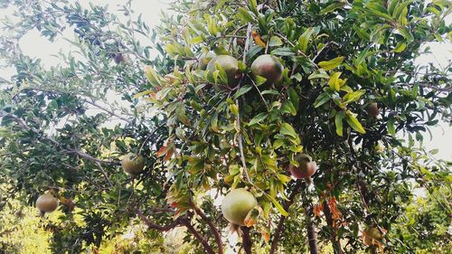 Low angle view of fruits hanging on tree