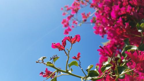 Low angle view of bougainvillea blooming against sky
