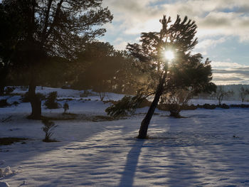 Trees on snow covered land against sky