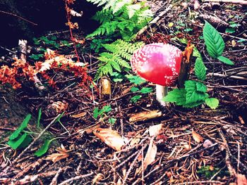 Plants growing on field