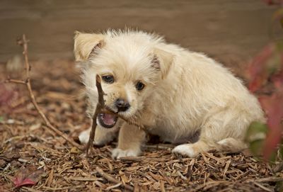 Portrait of dog on field