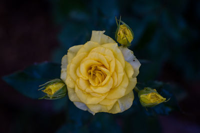 Close-up of yellow rose