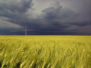 Scenic view of agricultural field against sky