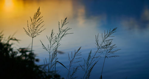 Close-up of silhouette plants against sky during sunset