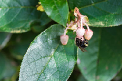 Close-up of insect on leaf